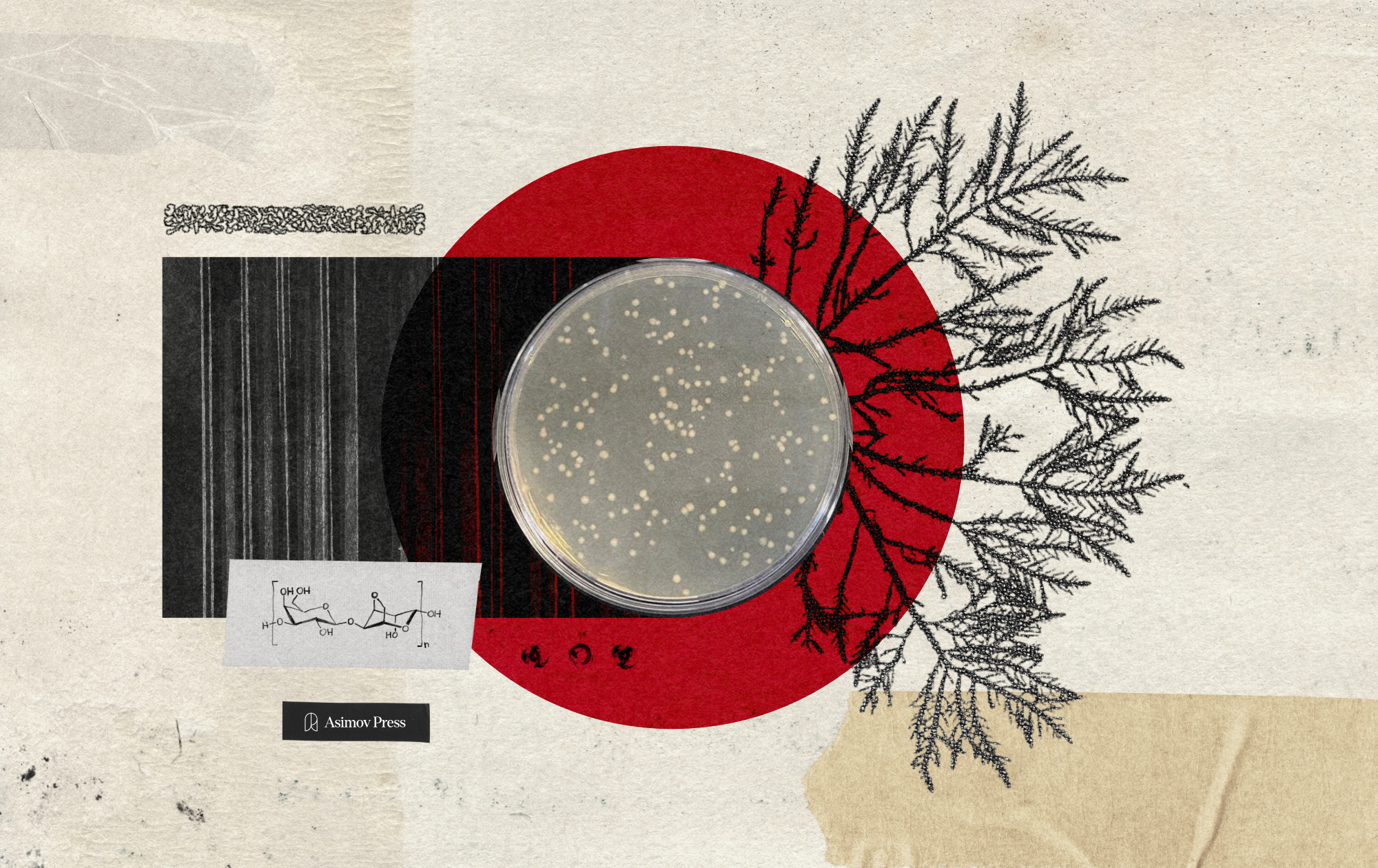 The Origins of Agar